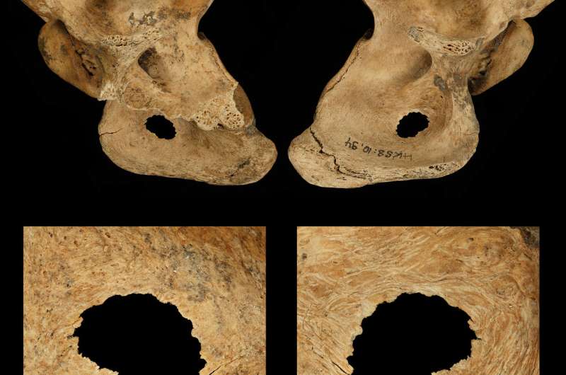 Neanderthals hunted in bands and speared prey up close: study