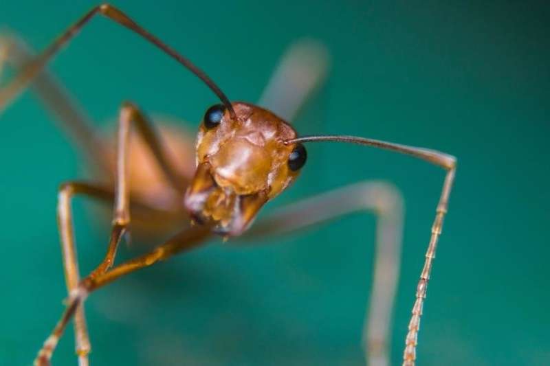 Hormonal control of appetite in ants identified