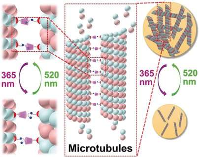 Light-controlled reversible aggregation of microtubules mediated by paclitaxel-modified cyclodextrin