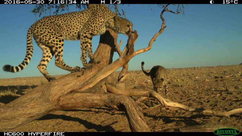 Researchers study the spatial behaviour of male cheetahs