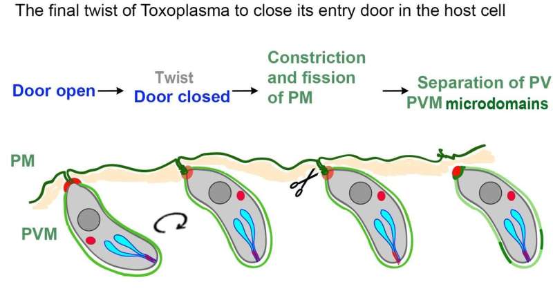 A new twist on how parasites invade host cells