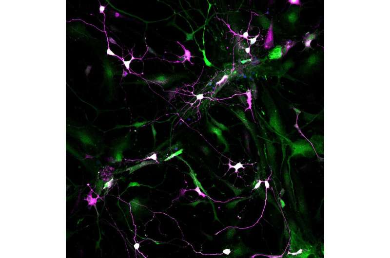 Direct conversion of non-neuronal cells into nerve cells