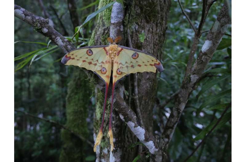 Anti-Bat-Signal: Moths with larger hindwings and longer tails are best at deflecting bats
