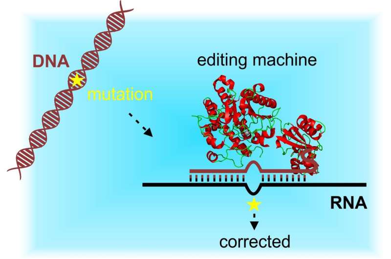 Site-directed RNA editing as an alternative to genetic scissors