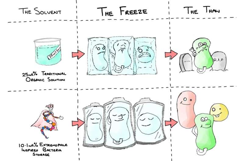 Nature’s antifreeze inspires revolutionary bacteria cryopreservation technique