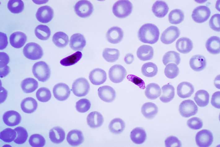 Research suggests new vaccine candidates for malaria