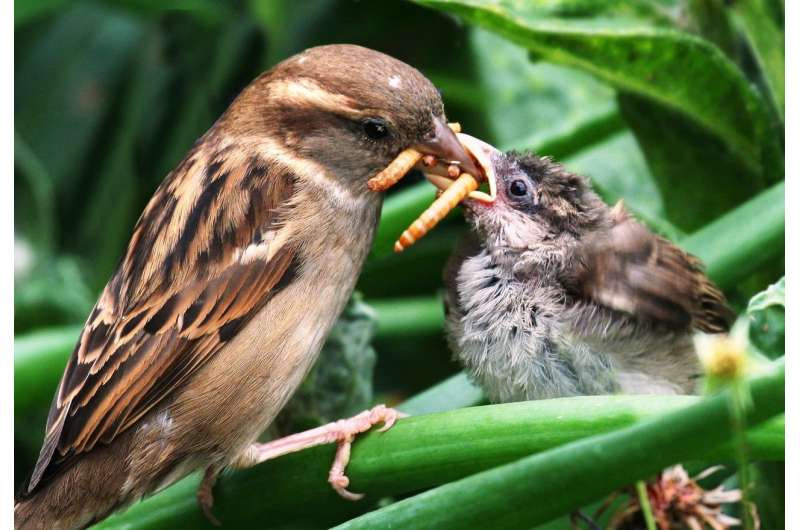Insectivorous birds consume annually as much energy as the city of New York