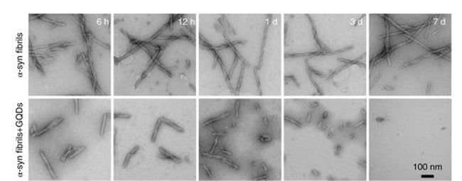 Quantum dots found to reduce fibrils in Parkinson's mouse models