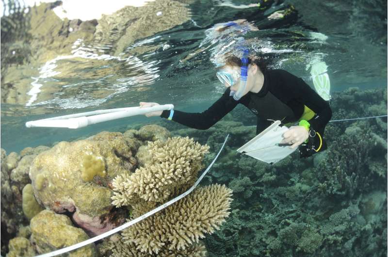 Eradicate rats to bolster coral reefs