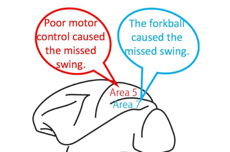 The brain distinguishes causes of errors to perform adaptation