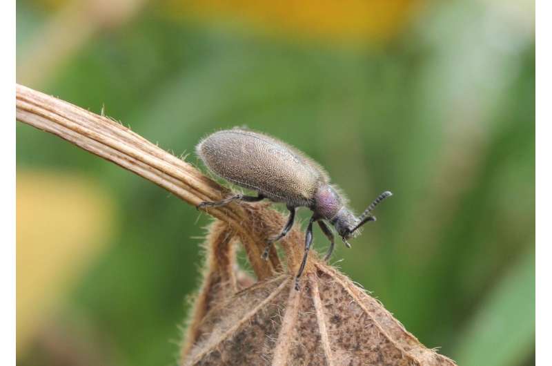 Lateral gene transfer enables chemical protection of beetles against antagonistic fungi