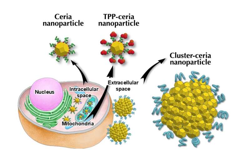 New ceria nanoparticles attack Parkinson’s disease from three fronts