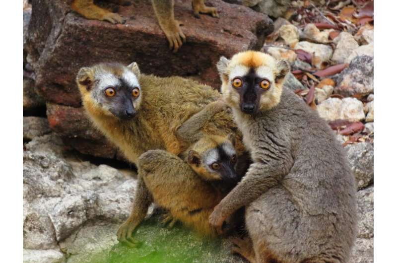 Madagascar’s lemurs use millipedes for their tummy troubles