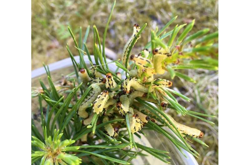 Research on pine sawflies sheds light on the evolution of cooperation