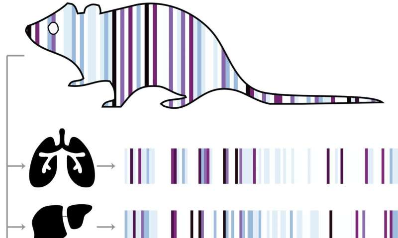 Recording every cell's history in real-time with evolving genetic barcodes