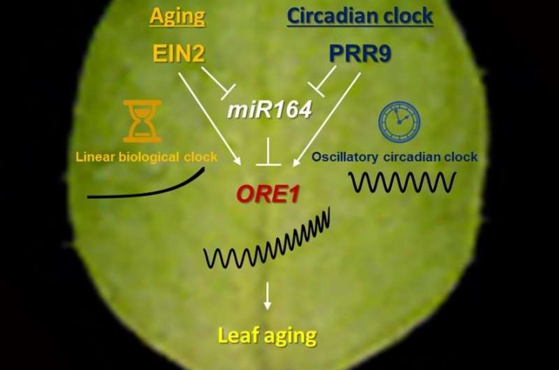 A conversation between plants’ daily and aging clocks