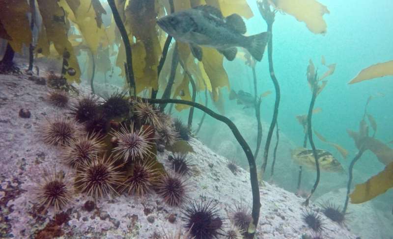 ستاره های دریایی برای انعطاف پذیری جنگل کلپ حیاتی است