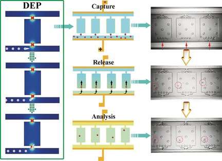 Microfluidic chip for analysis of single cells