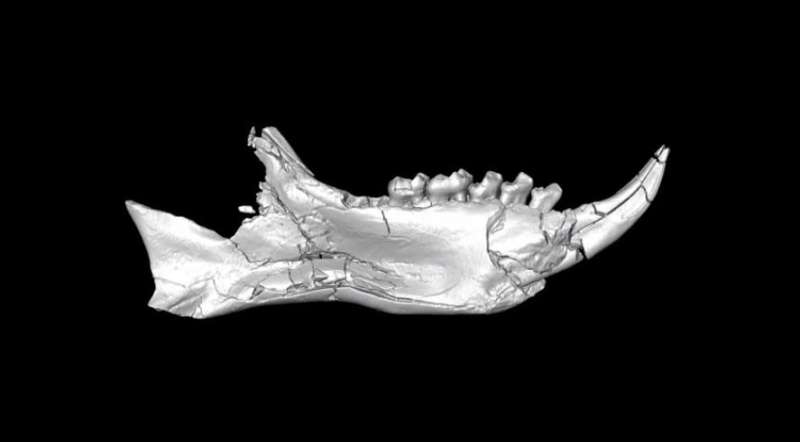 Enigmatic African fossils rewrite story of when lemurs got to Madagascar