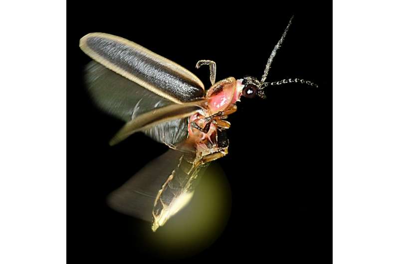 Bat signal: Fireflies' glow tells bats they taste awful