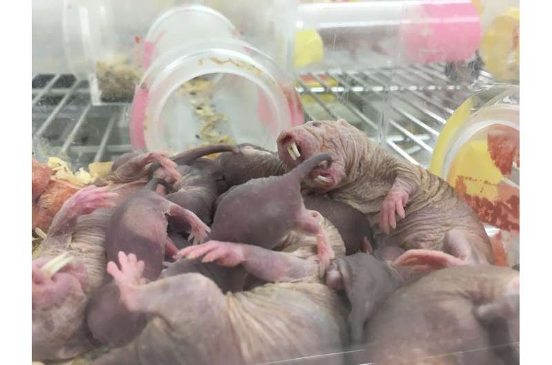 Evidence found of worker naked mole rats who eat queen feces becoming more attentive to young