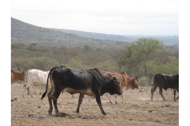 Ancient African herders had lasting ecological impact on grazed lands