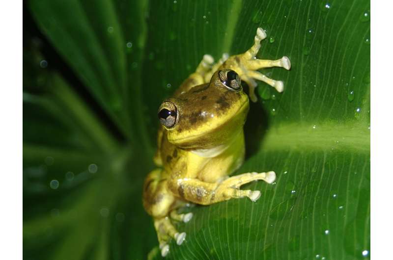 Pond water reveals tropical frogs
