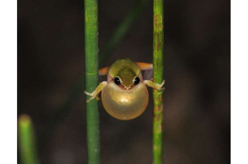 Pond water reveals tropical frogs
