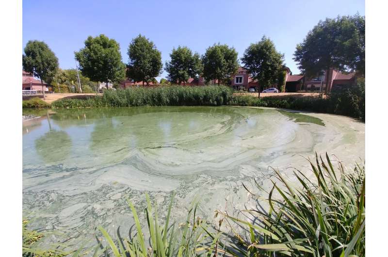 Rainfall after drought caused explosion of cyanobacteria populations