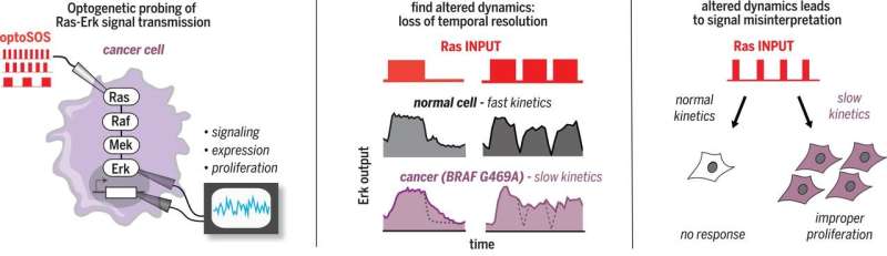 Optogenetic profiling used to identify alterations in Ras signaling dynamics within cancer cells
