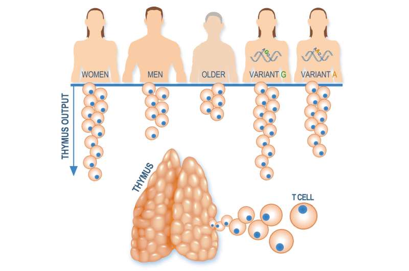 人类胸腺功能的遗传控制:大海捞针