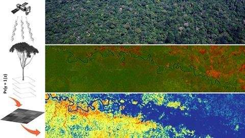 Researchers model tree species distributions in Amazonia