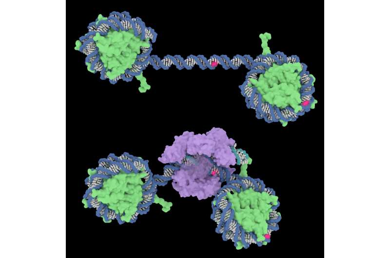 Researchers show that nucleosomes can inhibit CRISPR-Cas9 cleavage efficiency