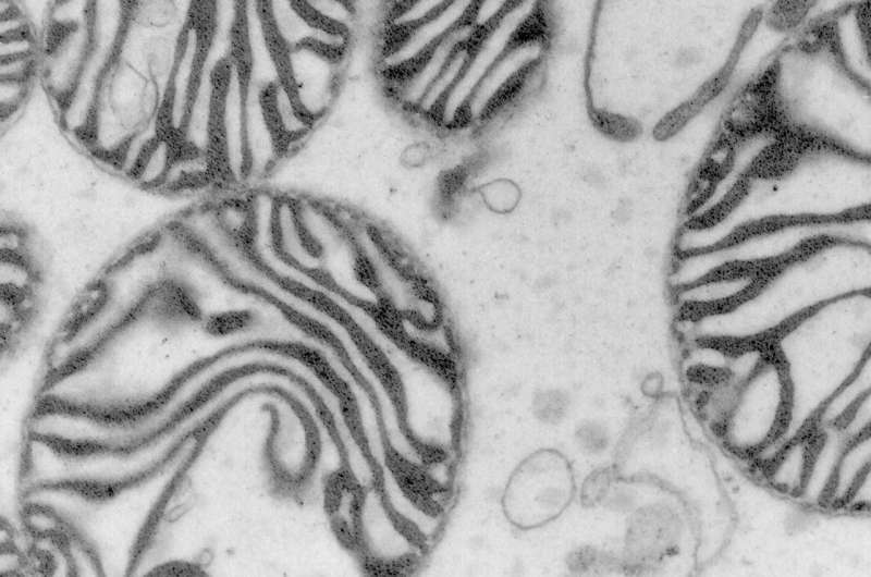 Proteins surf to mitochondria – novel transport pathway discovered