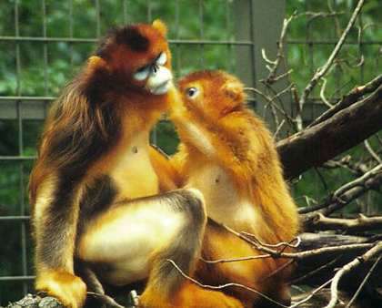 New research warns of primate extinction in China