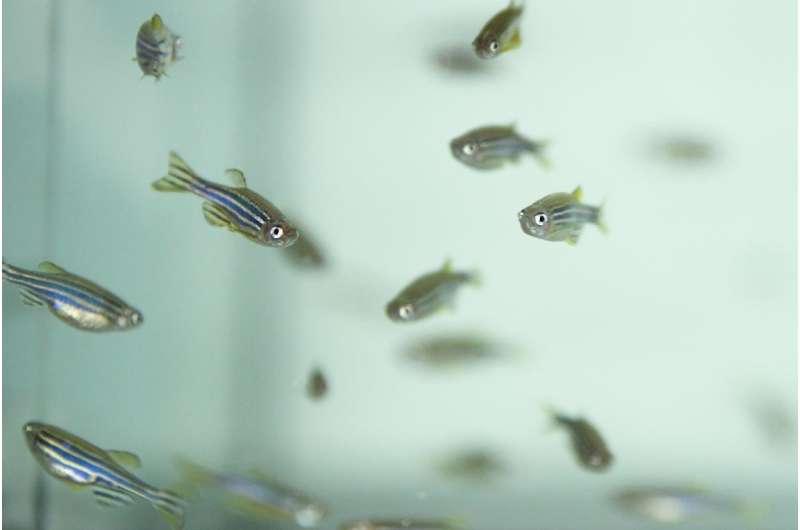 Silver nanoparticles toxic for aquatic organisms