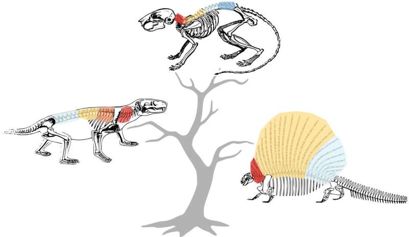 What makes a mammal a mammal? Our spine, say scientists