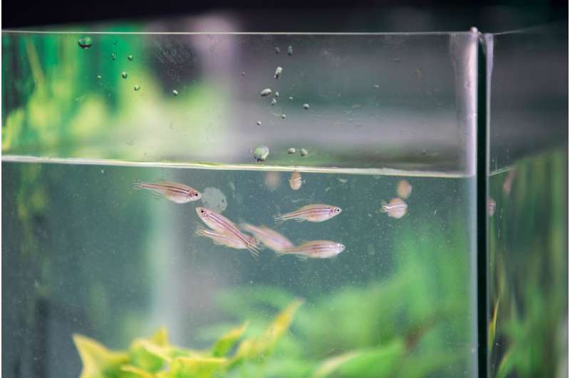Pairing zebrafish by personality improves fitness of the species