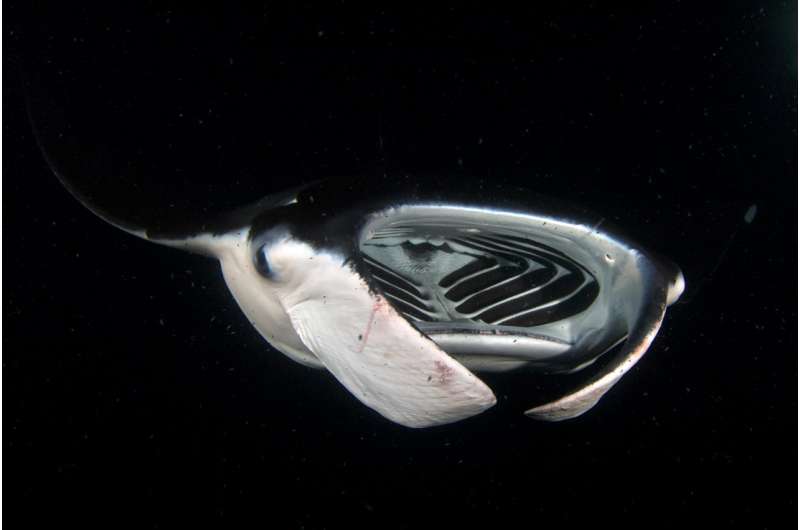 Manta rays' food-capturing mechanism may hold key to better filtration systems