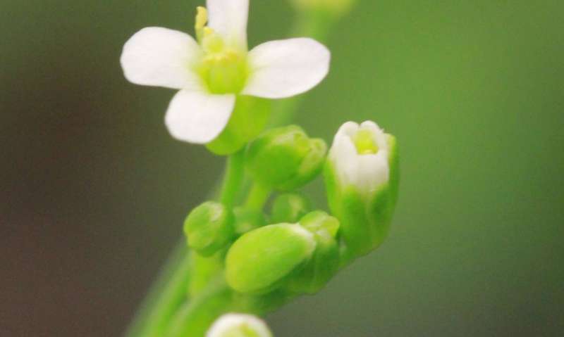 A protein prevents plants from premature flowering