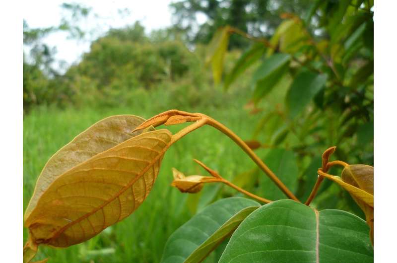 The antitumour mechanism of an Amazonian plant in human cancer cells is deciphered