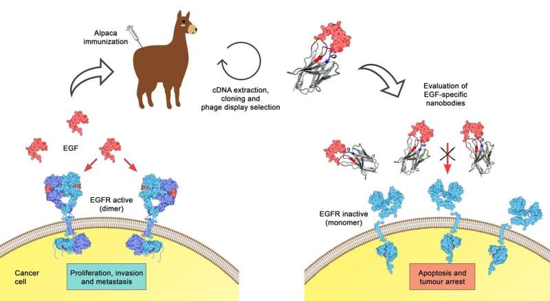 The immune system of the alpaca reveals a potential treatment for cancer