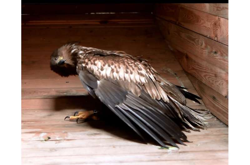 First evidence of fatal infection of white-tailed sea eagles with avian influenza