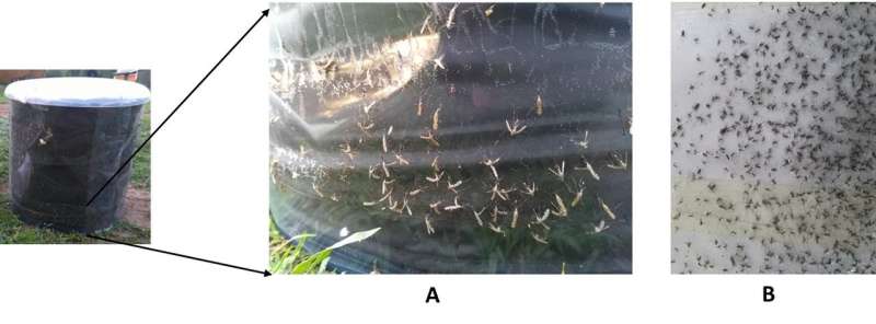 Human and cattle decoys trap malaria mosquitoes outdoors