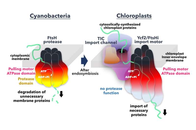 Heredity Matters: Ancestral Protease Functions as Protein Import Motor in Chloroplasts
