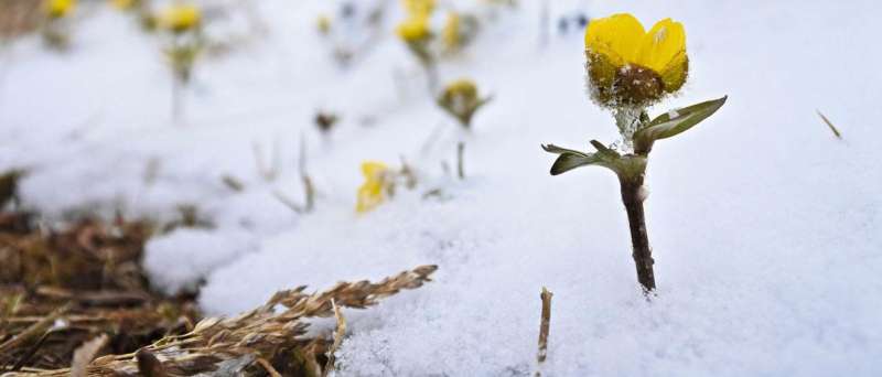 Changes in snow coverage threaten biodiversity of Arctic nature