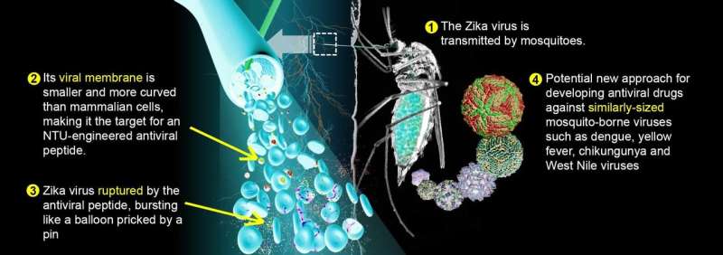 Peptide exploits Achilles’ heel of Zika virus