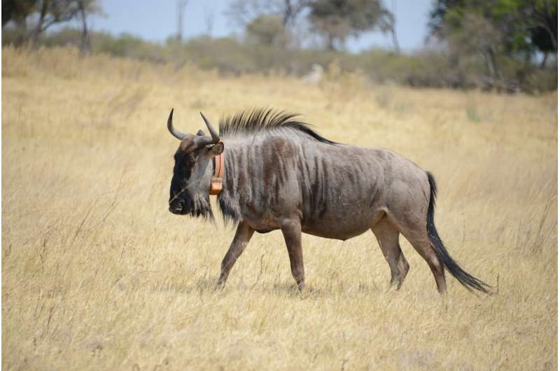 **Wildebeest super-efficient muscles allow them to walk for days without drinking