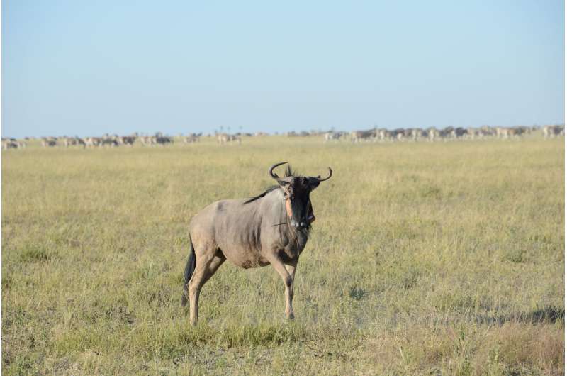 **Wildebeest super-efficient muscles allow them to walk for days without drinking