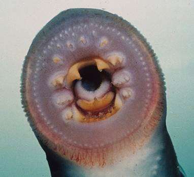 Lamprey Teeth Identified For The First, What Are Lampreys